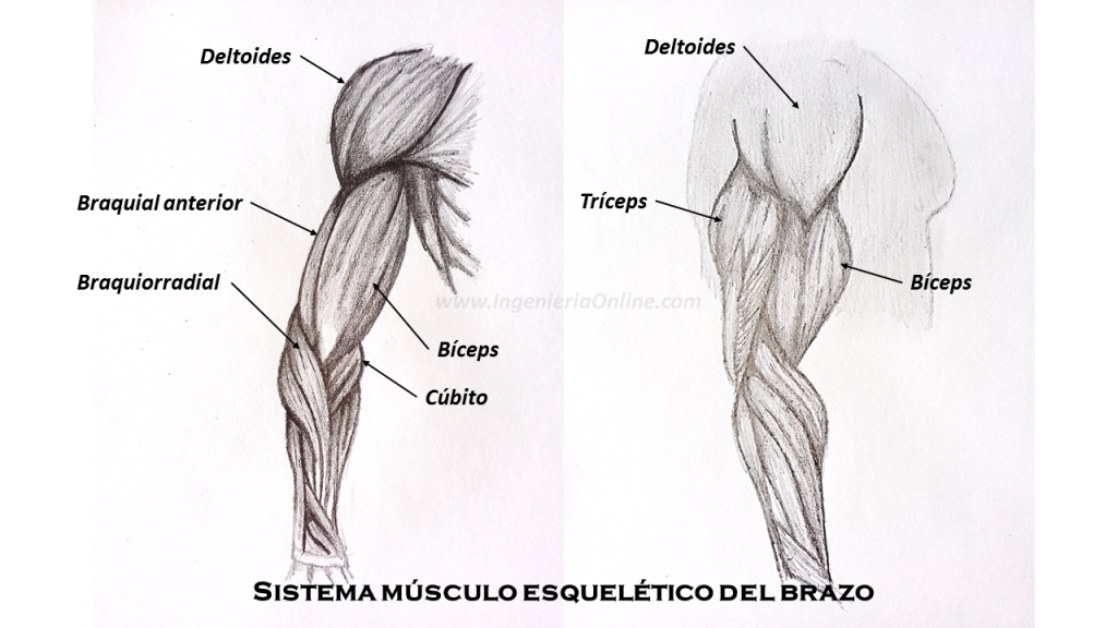 Sistema Musculo-Esquelético | Ingeniería Online